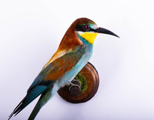 Taxidermy mount bird bee eater - mount,
