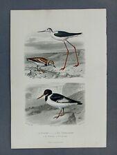 Gravure Oiseaux XIXéme