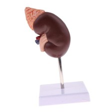 Modèle De Rein Anatomie Humaine Normale Enseignement Anatomique Cabinet Médical
