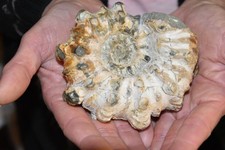 grande ammonite Douvilleiceras