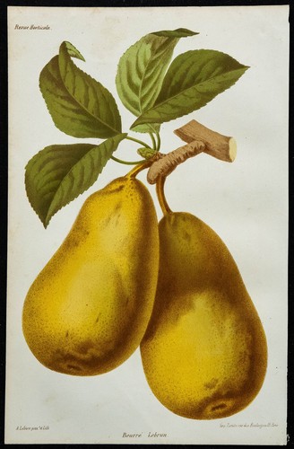 1864 poire beurré lebrun - poire,