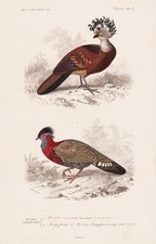 Crax Rubra Tragopan Poule Oiseau Gravure Acier Orbigny 1849