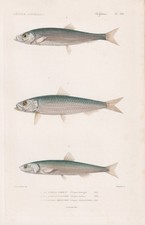 Hering Herring Clupea Harengus Poissons Gravure Stahlstich Cuvier 1849