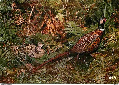 Carte postale animaux - carte,