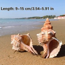 Trapèze Cheval Conque Naturel