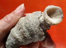 TRÈS BEAU CORAIL SILURIEN DE