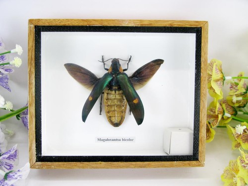 Magaloxantsa bicolor - ,