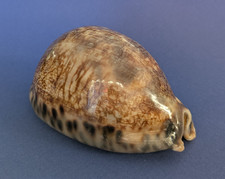 Cypraea Arabica Immanis 88 mm f++ Madagascar  " Grand spécimen "