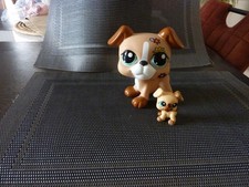 petshop chien boxer bouledogue