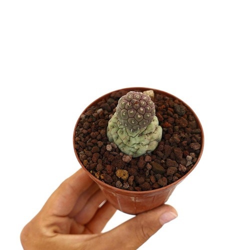 Tephrocactus geometricus two - tephrocactus,