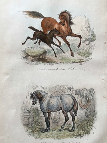 Lithographie buffon 1837 - ,