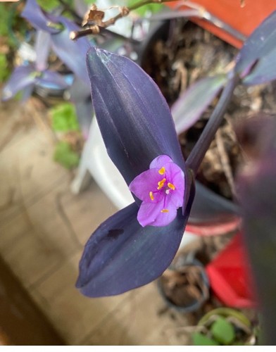 Misère pourpre tradescantia - pourpre,