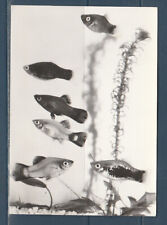 CPSM vers 1960  faune animaux vie marine  poisson   platy
