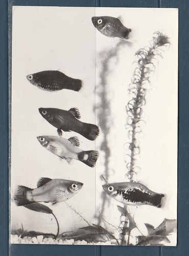 Cpsm vers 1960 faune - 1960,