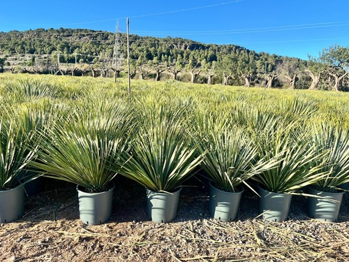 Palmier yucca rostrata - -,