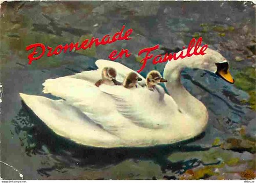 Carte postale animaux - postale,
