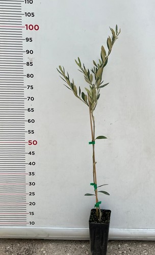 Plante olivier doux - d'olivier,