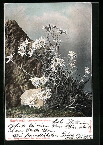 Edelweiss leontopodium - edelweiss,,