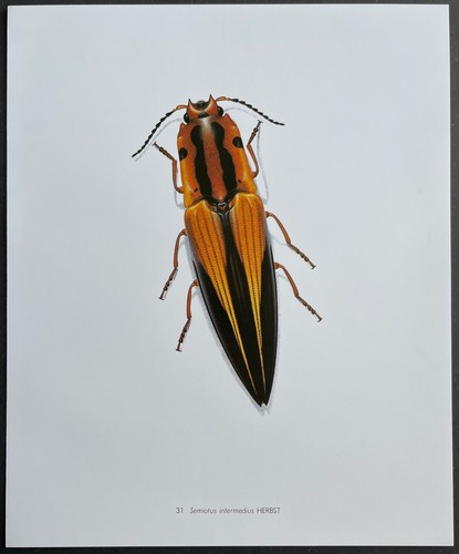 Entomologie semiotus - entomologie,