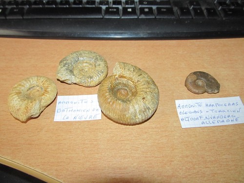 Lot ammonites bathonien - ammonites, du