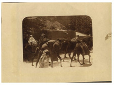 Tunisie, Caravane de chameaux