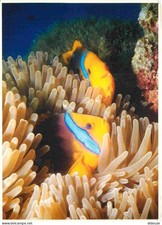 Animaux - Poissons - Tahiti - Poissons clown du lagon de Tahiti - CPM - Voir Sca