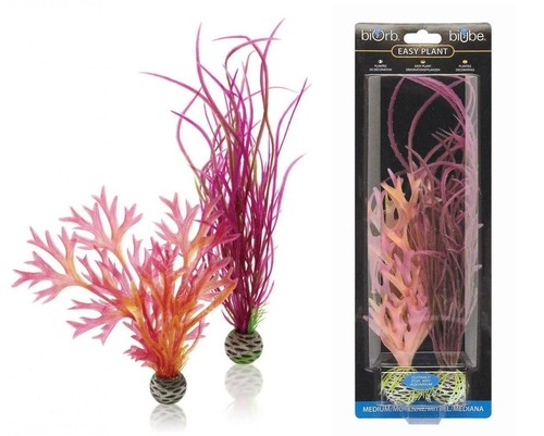 Fish tank plants oase - tank,