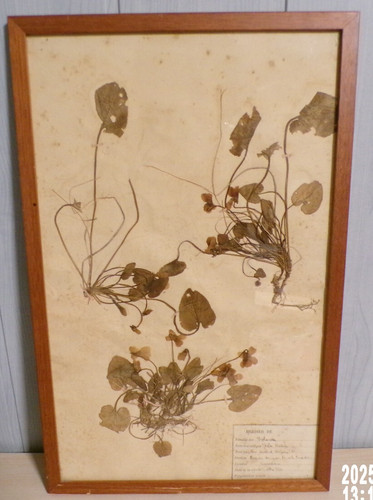 Ancienne planche herbier - planche,
