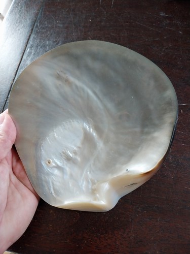 Coquillage huitre perliere - huitre, de