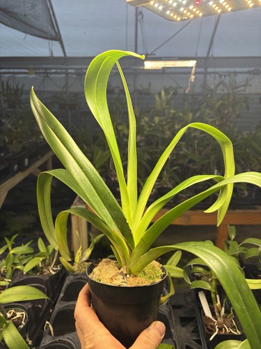 Phragmipedium tags 4 - phragmipedium,