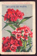 Chromo " Blédine " Oeillets