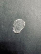 Albino Ball Python Snake Shed