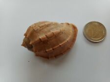 Coquillages de collection rare aquarium déco harpa Amy 6/4/4 cm