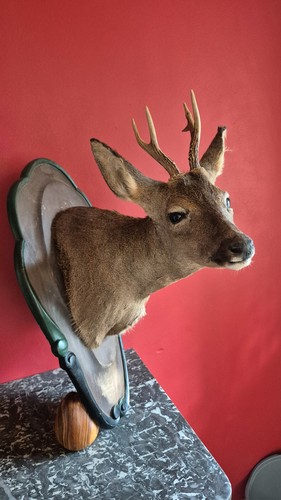 Taxidermie très grande - taxidermie,