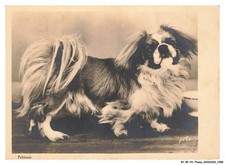 BY-BFP2-1065-CHIEN - PEKINOIS
