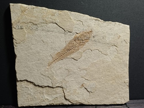 Poisson fossile dapalis - poisson,