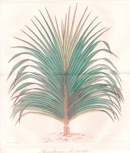 Pandan palmier vis - palmier, botanique