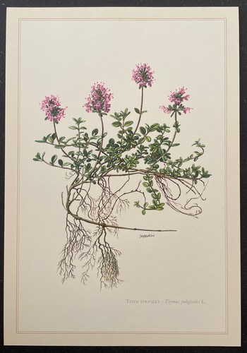Botanique thym serpolet - thym,