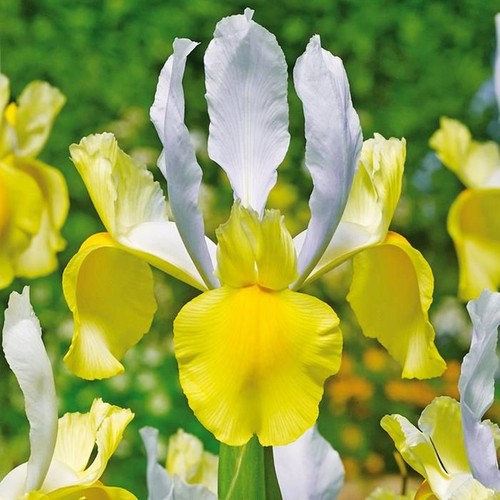 Iris bulbes fleurs - bulbes,