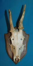 ANCIEN TROPHEE DE CHASSE FRANCE . CORNE DE CHEVREUIL . BOIS 12 cm 3 CORS . n°17