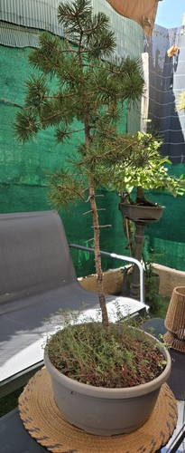 Bonsaï conifère vert pot - bonsaï, en