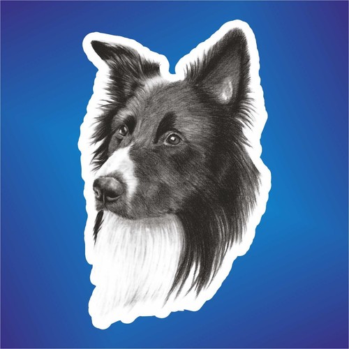 Autocollant cane border collie - autocollant,
