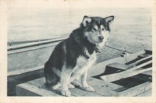 CP SPAT CHIEN DE TETE DE L'ATTELAGE DE MARY'S IGLOO - 56581