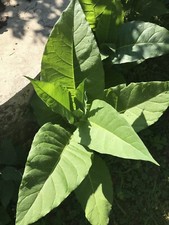 2000 Graines De Tabac Burley