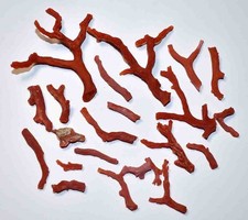 CORAIL ROUGE DE MEDITERRANEE