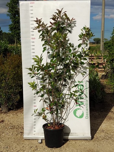 Plante photinia pot - en, cm