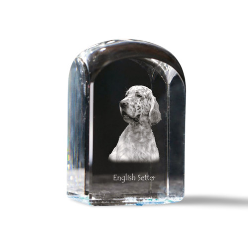 English setter anglais - english, setter,