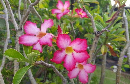 Adenium obesum rose - adenium, du