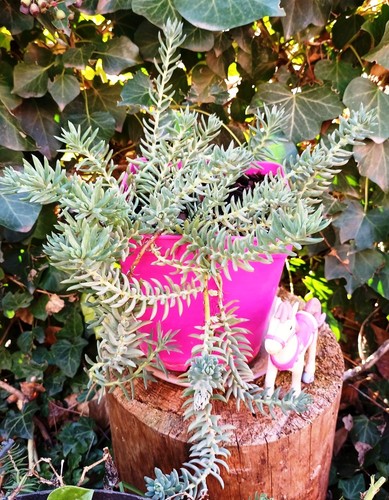 Lot succulentes magiques - lot-succulentes,
