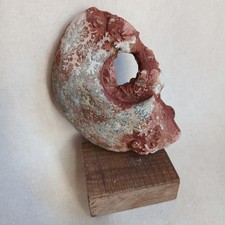 Ammonite, Fossiles France